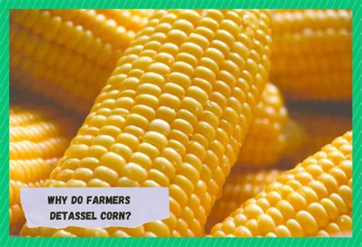 Do you detassel sweet corn