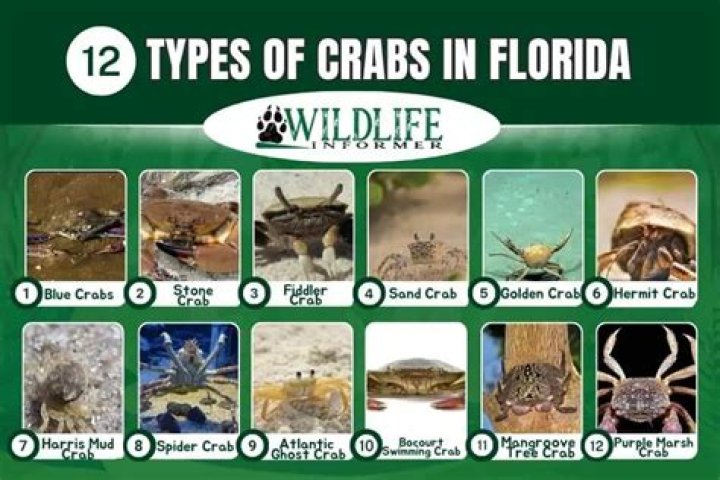 Types of crabs in florida