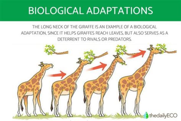 What are some adaptations that monkeys have