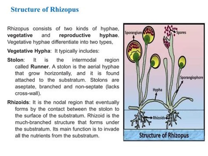 What is the Difference Between Rhizoids and Rhizomes